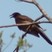 Brown Jay